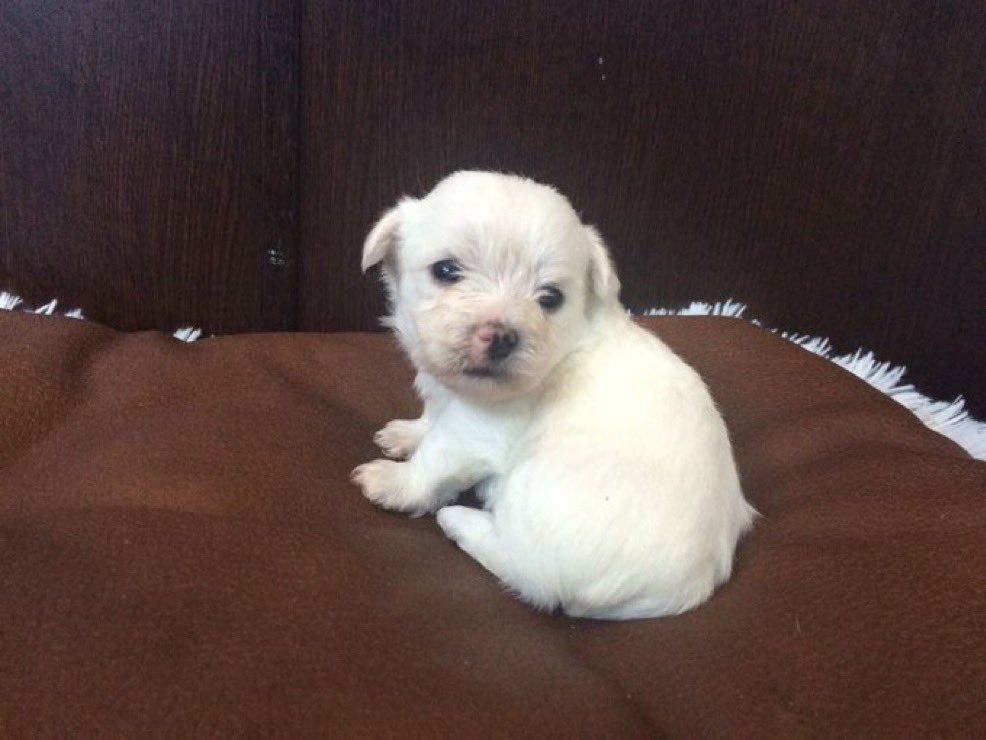 cutestpuppyy's tweet photo. https://t.co/9qgWFHSaGi