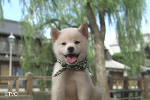 mamesuke_tvo's tweet photo. ハツハツ
23代目豆助
＃豆助
#柴犬
その後の豆助
https://t.co/g6cJakziv2 https://t.co/VcETMD5RSG