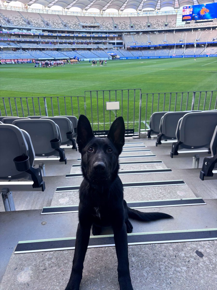 CaninePolice's tweet photo. Ready for kick off 🏉 🦅 🦁 

West Coast Eagles v Brisbane Lions 

Police Puppy Valour attending Optus Stadium for the AFL First Responder game. 
 
#canine #AFL #westcoasteagles #brisbanelions #k9 #policedog https://t.co/xCjuzT9BtF