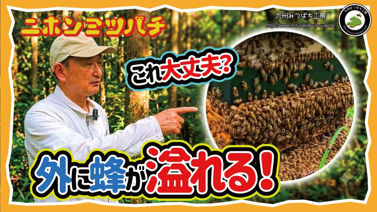 kqnihonmitubati's tweet photo. 【7月の群れはこう変わる】
この動画は7/18　20時に公開されます
※リンクはリプライにあります
今回の動画では、梅雨明け直後の7月の蜂場を巡りながら、 猛暑前に必ず行うべきニホンミツバチの巣箱管理と、 巣箱の段数・アリ対策・探索蜂の動きなどを詳しく解説しています
＃二ホンミツバチ　＃養蜂 https://t.co/TlgJYyI1aJ