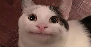 RileyRilesRiley's tweet photo. she's literally this cat https://t.co/rZtihBXCMM