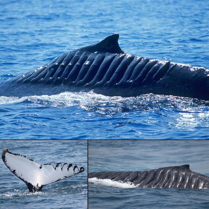 jellypastaa's tweet photo. 🐋Daily Quick Fact;

tiap lihat hewan laut kena baling-baling kapal langsung inget paus ini, namanya blade runner.

tahun 2001 paus ini terkena baling-baling kapal yang mengakibatkan tubuhnya terluka parah.

dia berhasil bertahan dan hidup sampai sekarang, dengan ciri luka di tubuhnya. mirip laboon 🥲