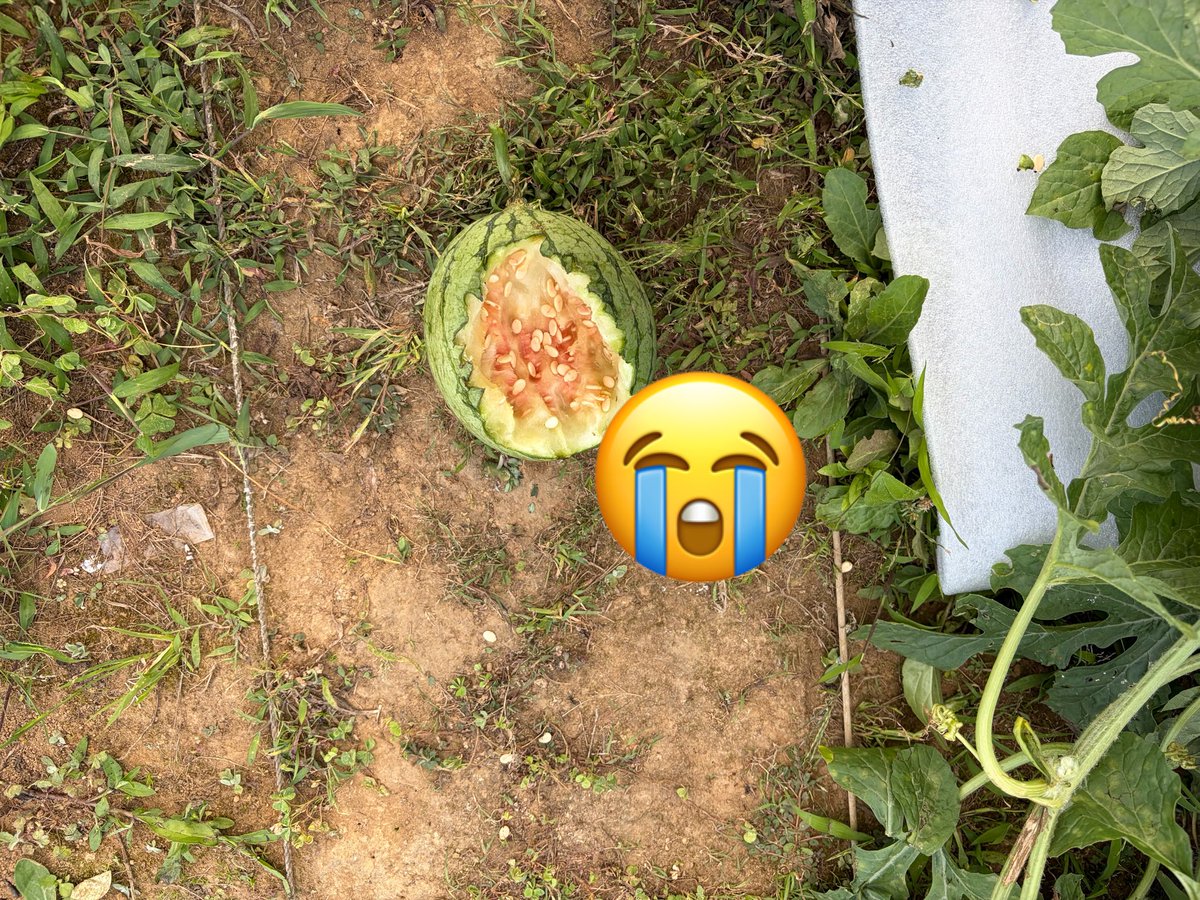 315_mell's tweet photo. カラス🐦‍⬛にやられてたあ😭スイカぁ🍉😭😭😭 https://t.co/mq9UtLZQMU