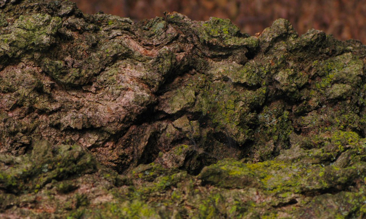 nature #texture #bark #trunk #tree #stone #surface #botanicgarden