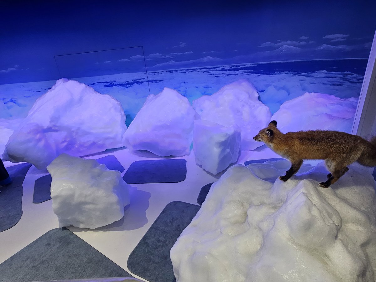 ryojyouharider's tweet photo. 流氷館　－15℃の世界
寒すぎでした。濡れタオルが固まりました🐧 https://t.co/6zeOiND4PK