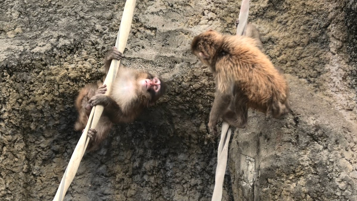 panch_kun's tweet photo. レスキューパンチ出動!
#がんばってるねパンチ #がんばれパンチ #パンチくん #punch #punchkun #monkey https://t.co/wZCW7YNZZC