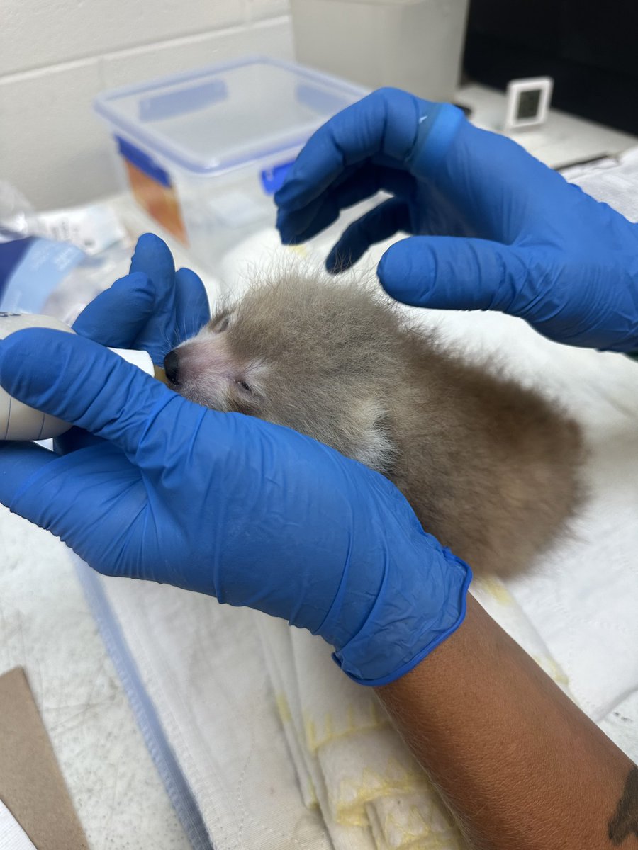 PotawatomiZoo's tweet photo. Our General Curator and Zoo Veterinarian determined that Raya wouldn’t be able care for her cub, so the difficult decision was made to hand-rear. At 35 days old, Big Red seems to be healthy and growing normally. Our fingers and toes are crossed that he continues to thrive!￼ https://t.co/LiZqzKSYhn