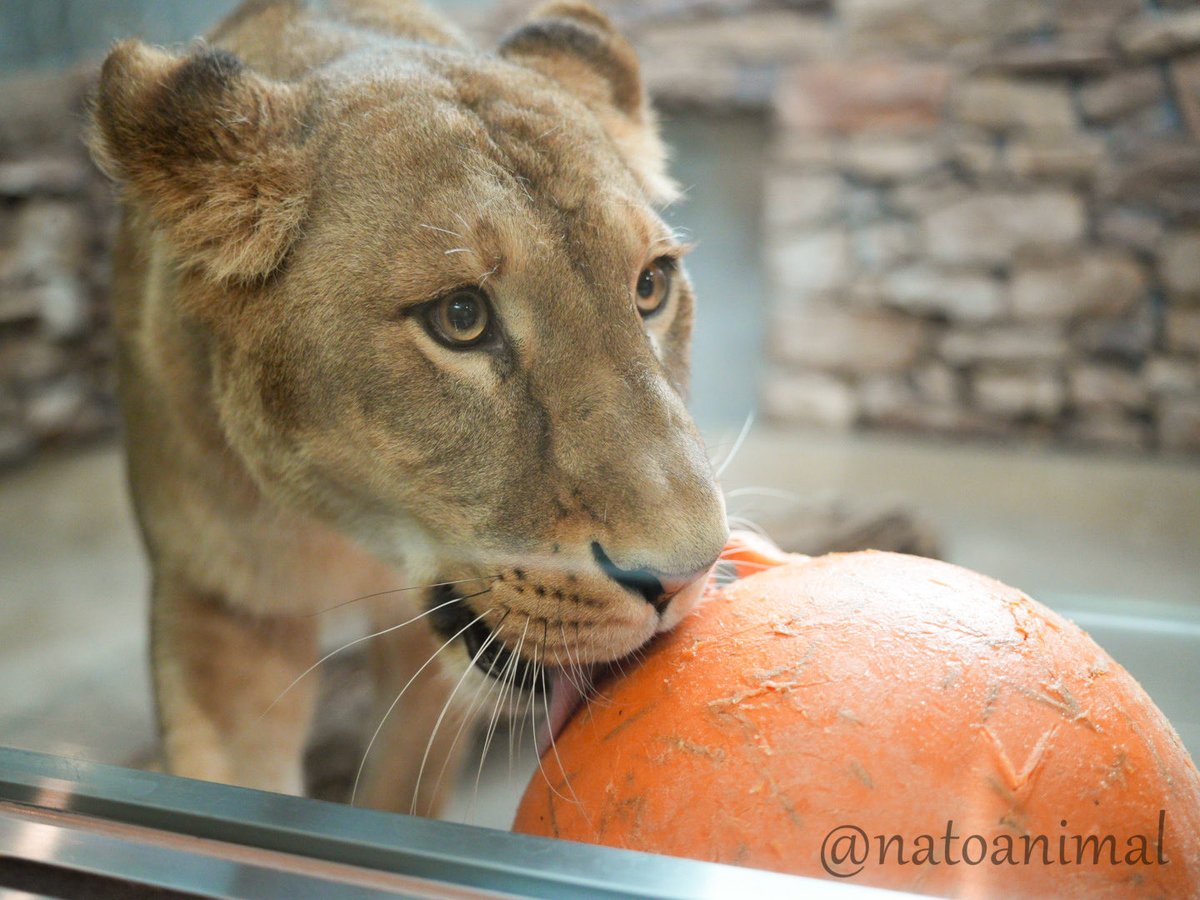 but of course I would love to play orange orb with you my beloved