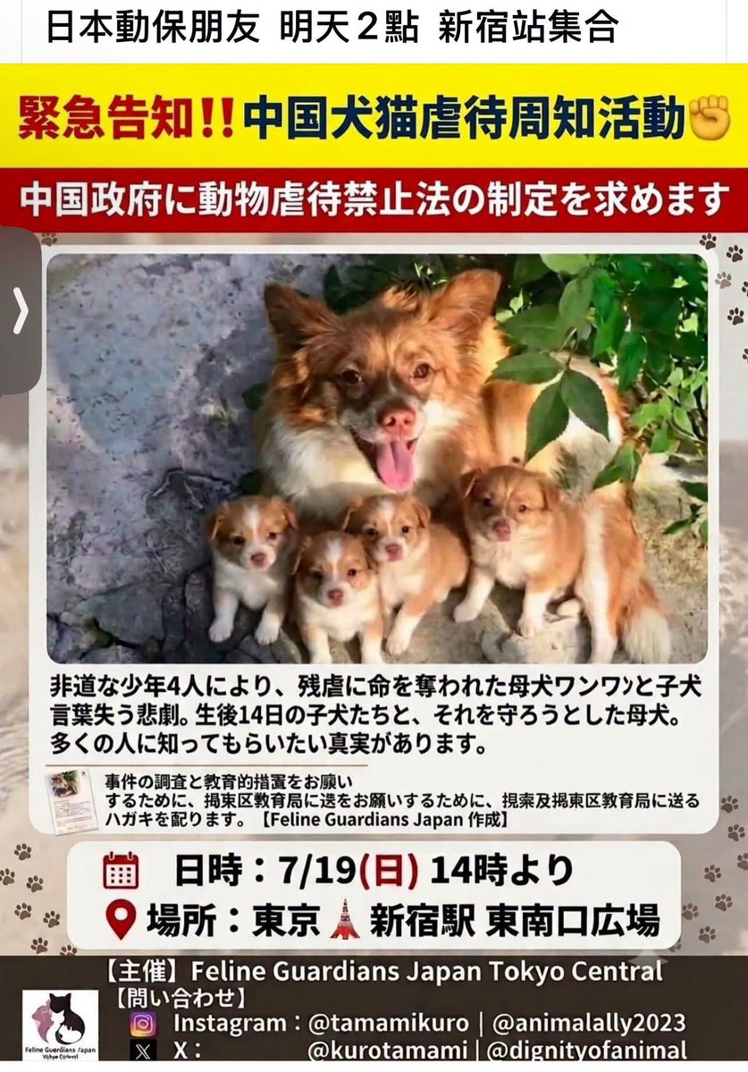 小貓看世界@子猫から見た世界 tweet media