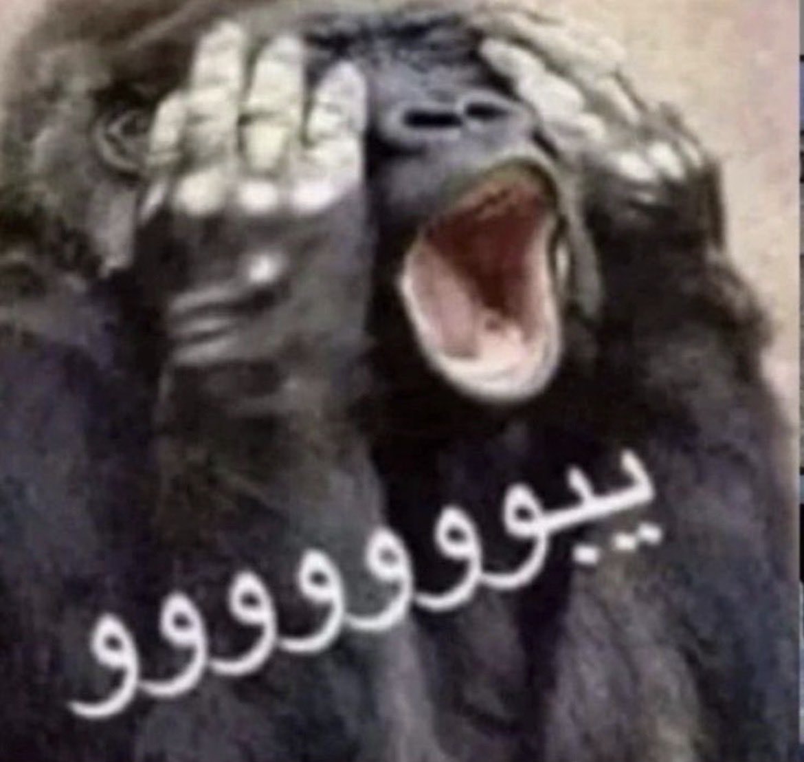 raycalis1's tweet photo. @w8n9nm2mws @overxancing ترول ، ترولنق https://t.co/zP05pYmkWn