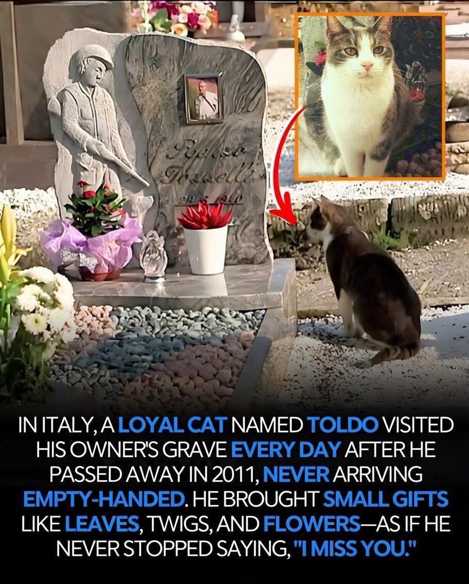 diariesofhuman's tweet photo. Some bonds are stronger than words. ❤️

Toldo proved that love doesn’t end with goodbye. Day after day, he returned to his owner’s grave with tiny gifts—leaves, flowers, and twigs—reminding the world that true loyalty lives on forever. 🐈🌸

Sometimes, the purest hearts speak without saying a single word.

#Loyalty #UnconditionalLove #Heartwarming