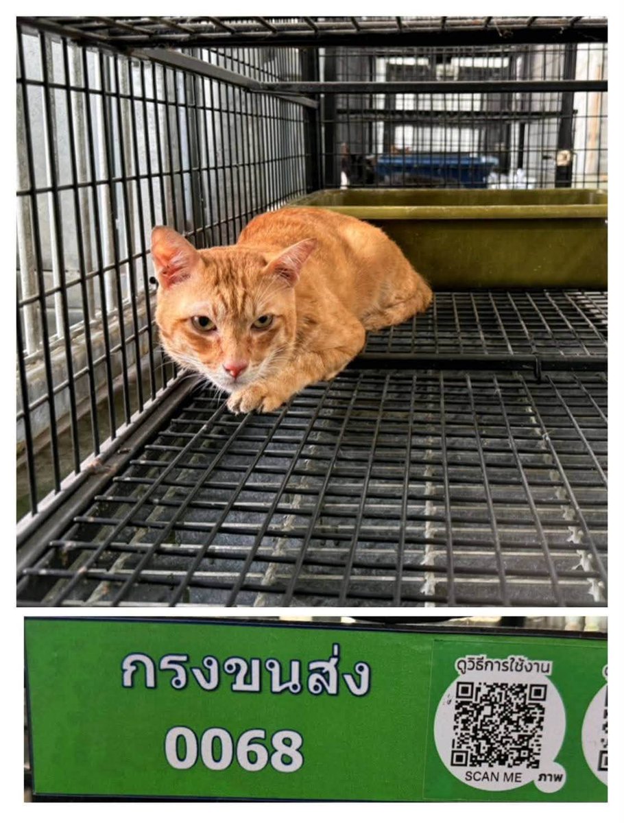 js100radio's tweet photo. 🐱💚 17 ชีวิตปลอดภัยแล้ว เพราะทุกความช่วยเหลือมีความหมาย

จากเหตุเพลิงไหม้ภายในซอยสมเด็จพระเจ้าตากสิน 11 เขตธนบุรี เมื่อช่วงเช้าวันนี้(18 ก.ค.69)  ทางศูนย์ควบคุมสุนัขกรุงเทพมหานคร (ประเวศ) ได้นำน้องเเมวทั้ง 17 ตัวเข้าสู่การดูแลอย่างปลอดภัย

ขณะนี้น้องแมวทุกตัวอยู่ระหว่างการพักฟื้น ตรวจสุขภาพ และรับการดูแลอย่างใกล้ชิดจากเจ้าหน้าที่ เพื่อให้กลับมาแข็งแรงและพร้อมสำหรับการใช้ชีวิตในบ้านหลังใหม่

สำหรับผู้ที่มีความประสงค์จะรับอุปการะน้อง ๆ ขอความกรุณาให้เวลาศูนย์สุนัขฯ ในการดูแลสุขภาพของน้องแมว รวมถึงดำเนินการตรวจสอบทายาทและสิทธิ์ความเป็นเจ้าของให้เรียบร้อยก่อน เพื่อให้ทุกขั้นตอนเป็นไปอย่างถูกต้องและเหมาะสม

ระหว่างนี้ หากท่านใดสนใจรับอุปการะ สามารถส่งข้อความสอบถามรายละเอียดผ่านทางเพจได้ หรือแวะมาเยี่ยมน้อง ๆ ได้ในวันและเวลาราชการ และติดตามการอัปเดตความคืบหน้าได้ทางเพจ BKK Adopter

ทั้งนี้สามารถโทรสอบถามข้อมูลได้ที่เบอร์โทร 02-328-7460 กลุ่มควบคุมและพักพิงสุนัข สำนักงานสัตวแพทย์สาธารณสุข สำนักอนามัย กรุงเทพมหานคร ในวันและเวลาราชการ จันทร์ - ศุกร์ 08.00  - 16.00 น.

(Cr.BKK Adopter)