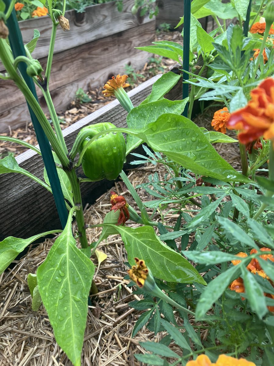 odderytwo's tweet photo. Garden THRIVING despite my sabbatical to Scotland 😍 https://t.co/yx2pg3EOCt