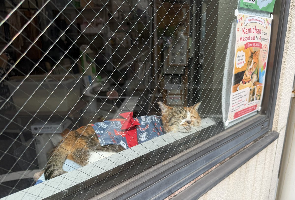 新御徒町の和紙ラボTOKYOの看板猫のかみちゃん可愛すぎる…