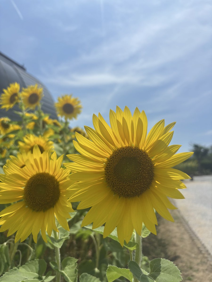 gr7_0c0's tweet photo. 今日も暑かった💦
トレマがめっちゃ気になる‼︎🌻 https://t.co/xTZZs1wVFj