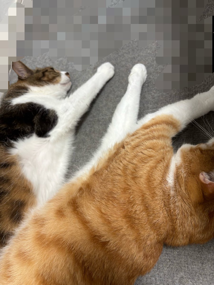YpgS7rx's tweet photo. うちの息子たち寝てる姿が一緒だった、、
ただ可愛い🐈

#保護猫さん
#大事な家族🫶 https://t.co/cKiqXuku2N
