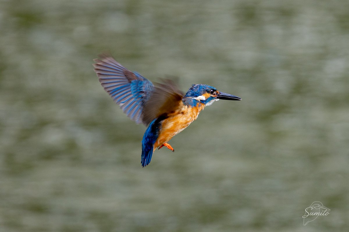 sumitonz tweet picture