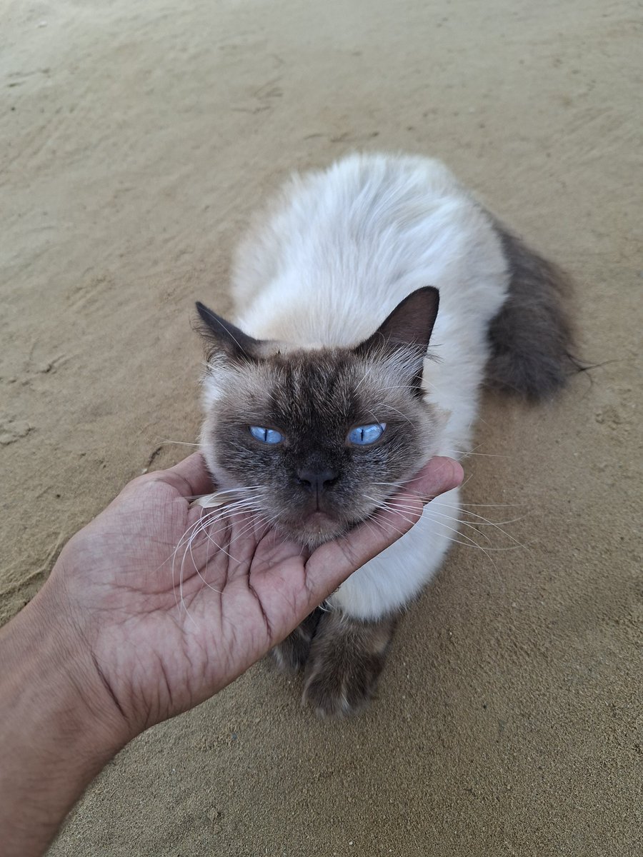 MustafaAmeen30's tweet photo. Misho is still alive in Gaza 🥹🇵🇸 https://t.co/f7KqO91rga