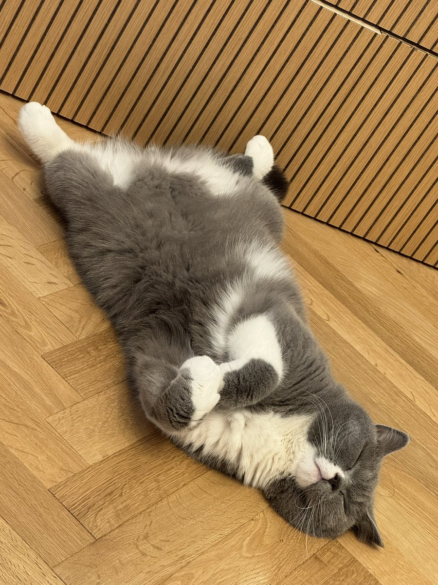 56thecat's tweet photo. よるごろー
なんの夢を見てるのかな💤
#ブリティッシュショートヘア
#猫好きさんと繋がりたい
#猫のいる暮らし
#BritishShorthair https://t.co/1ngqiXuVQ9