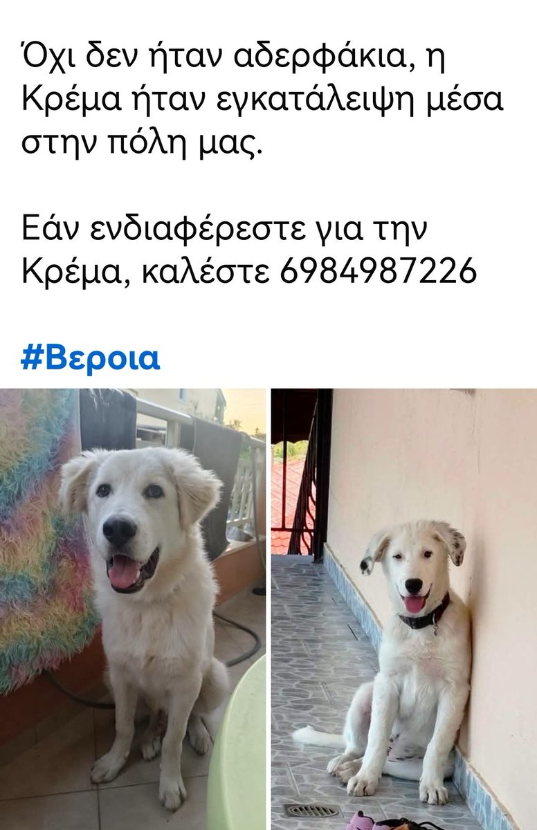 Christinalirou2's tweet photo. ‼️🆘‼️🆘‼️🆘‼️
Βέροια
Υιοθετήθηκε ο Χιονης  έμεινε πίσω η πανέμορφη Κρέμα. Κοινοποιούμε παιδιά μήπως βρεθεί οικογένεια που θα την αγκαλιάσει. 🏡🐕❤️✌️ https://t.co/XBkqj4JVKn