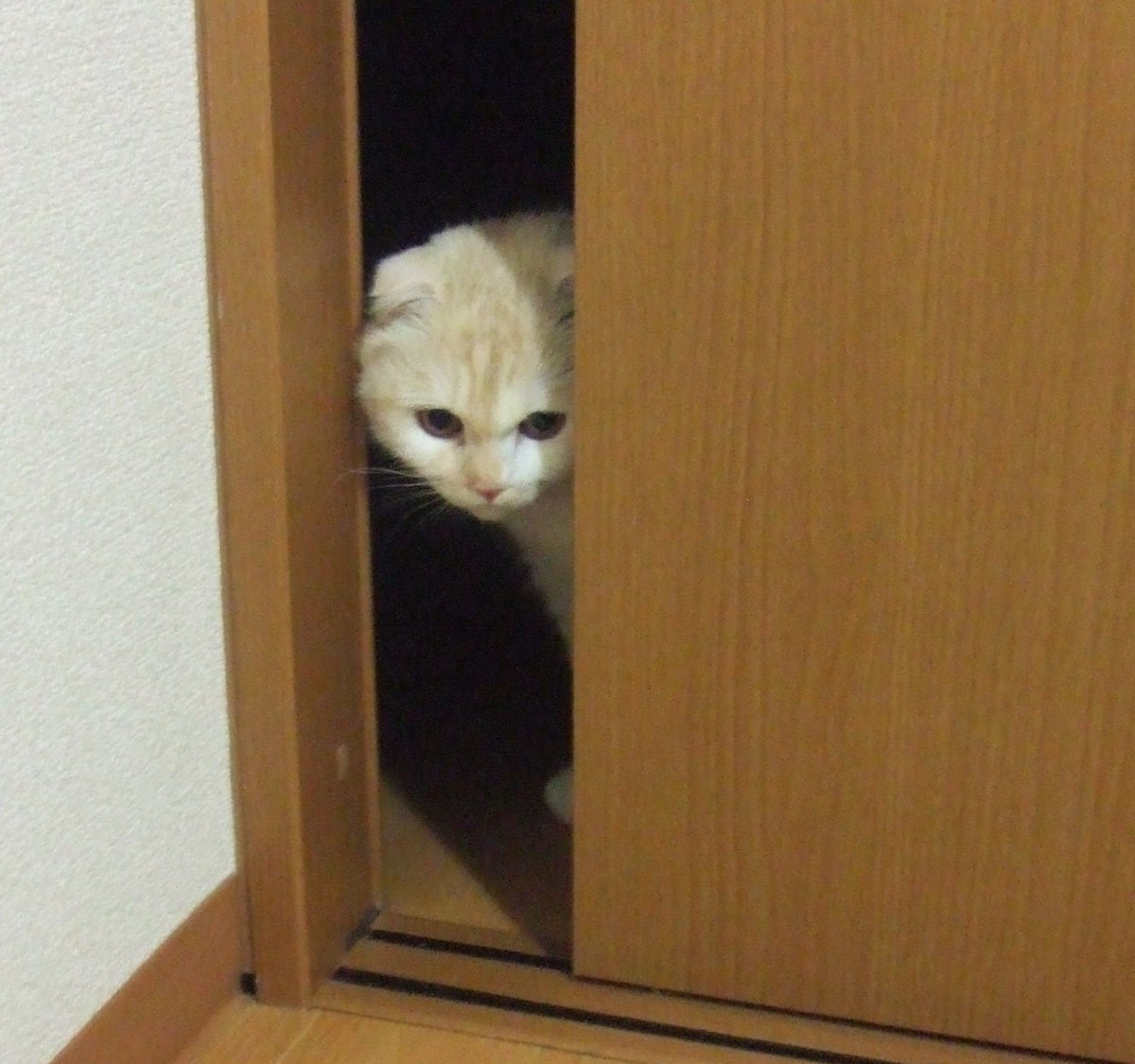 haomassive's tweet photo. あれ
前のポストの画像が消えてる
ようわからんので
とりあえずあぐちゃんという生命体の記録を新たに刻んでおく https://t.co/Js4tZnGZKO