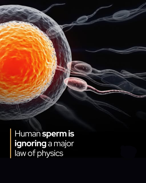 Rainmaker1973's tweet photo. Sperm cells are breaking Newton’s third law of motion.

Human sperm can effortlessly navigate through dense, viscous fluids that ought to impede or halt their progress—seemingly violating Newton’s third law, which dictates that every action produces an equal and opposite reaction.

To unravel this paradox, a research team led by Kenta Ishimoto at Kyoto University examined the locomotion of sperm and the green alga Chlamydomonas. Both propel themselves using whip-like flagella. Under conventional physics, a flagellum’s motion should displace the surrounding fluid, which would then exert an equal counterforce, nullifying forward movement. Yet this cancellation does not occur.

The key lies in a phenomenon termed “odd elasticity.” This unusual property allows flagella to bend and oscillate with minimal fluid resistance, generating forces that deviate from standard reciprocal rules. Rather than equilibrating, these forces produce net directional propulsion.

This behavior is classified as non-reciprocal motion, which disrupts the symmetry underpinning Newton’s third law. Such dynamics emerge in far-from-equilibrium systems—such as flocking birds or active living cells—that continuously inject energy into their surroundings.

To quantify these internal mechanics, the team introduced a novel parameter: the “odd elastic modulus.”

These insights hold promise for bioengineering, potentially informing the design of soft robotics, targeted drug-delivery microswimmers, and biomimetic materials that replicate biological motility in complex environments.

[Odd Elastohydrodynamics: Non-Reciprocal Living Material in a Viscous Fluid." PRX Life, 11 Oct 2023]