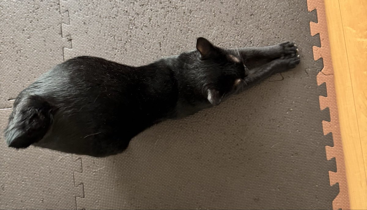 8k9iKl51NljRq4p's tweet photo. レイリー　のび〜っ‼️😸
#猫　#ねこ　#保護猫　#猫好きさんと繋がりたい　#猫のいる暮らし https://t.co/Uie5XdJzYM