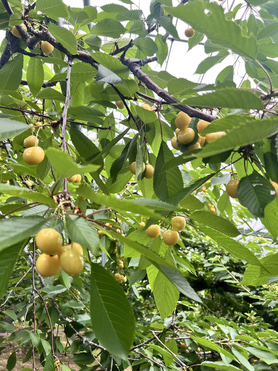 サクランボ狩り開園中〜 明日も朝9時より開園いたします🍒 只今の時期