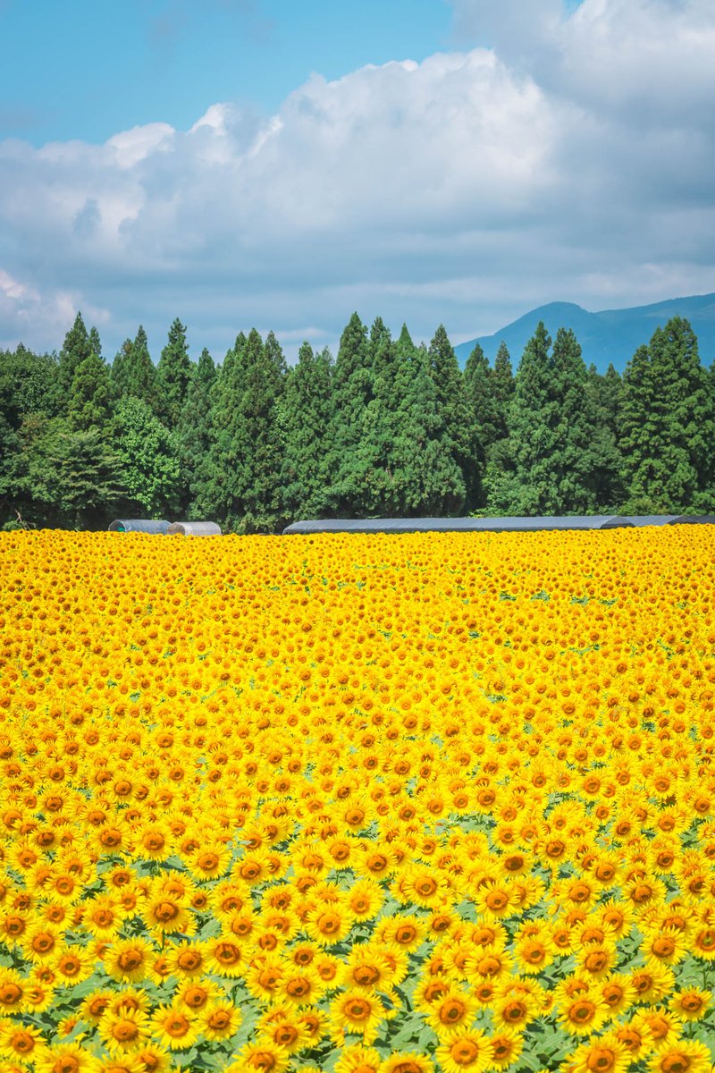 yoshito_photo1's tweet photo. どこまでも広がるような新潟のひまわり畑 https://t.co/TxSB7ZVtn5