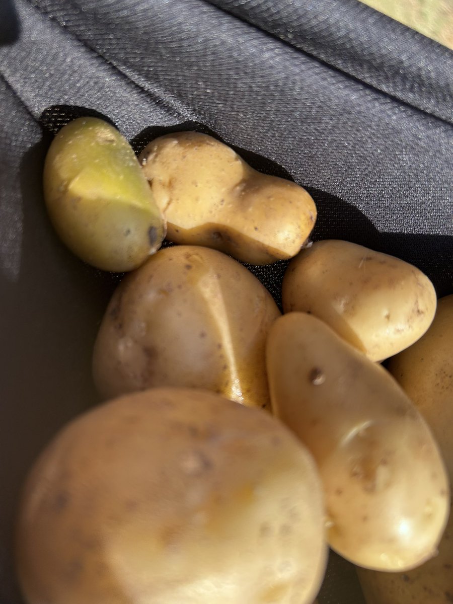 PlotterThe's tweet photo. No dig potatoes first time experiment. Clean as a whistle on harvest https://t.co/g7MyjKVAQo