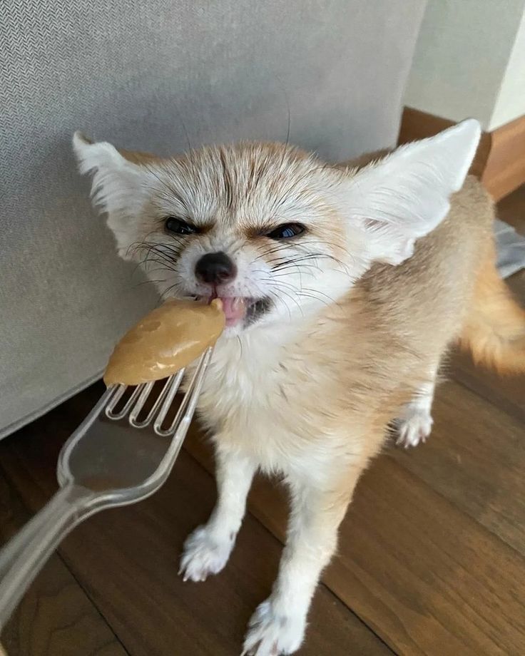 TheFoxLife's tweet photo. https://t.co/a0auWzKzax