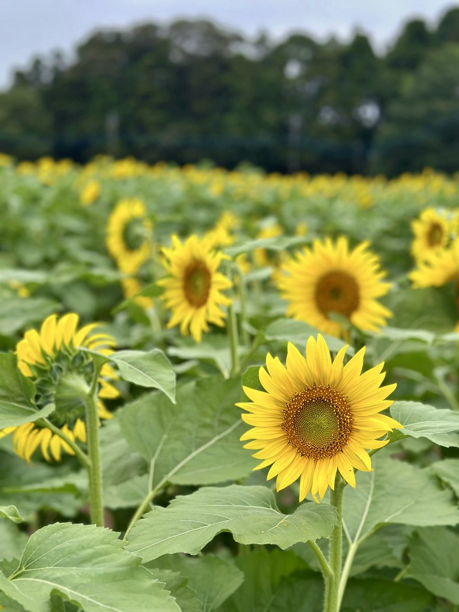 Jumper1528's tweet photo. 三連休初日は近場でひまわり畑🌻
ちょうど見頃で綺麗！ https://t.co/DEUOXqVMUR
