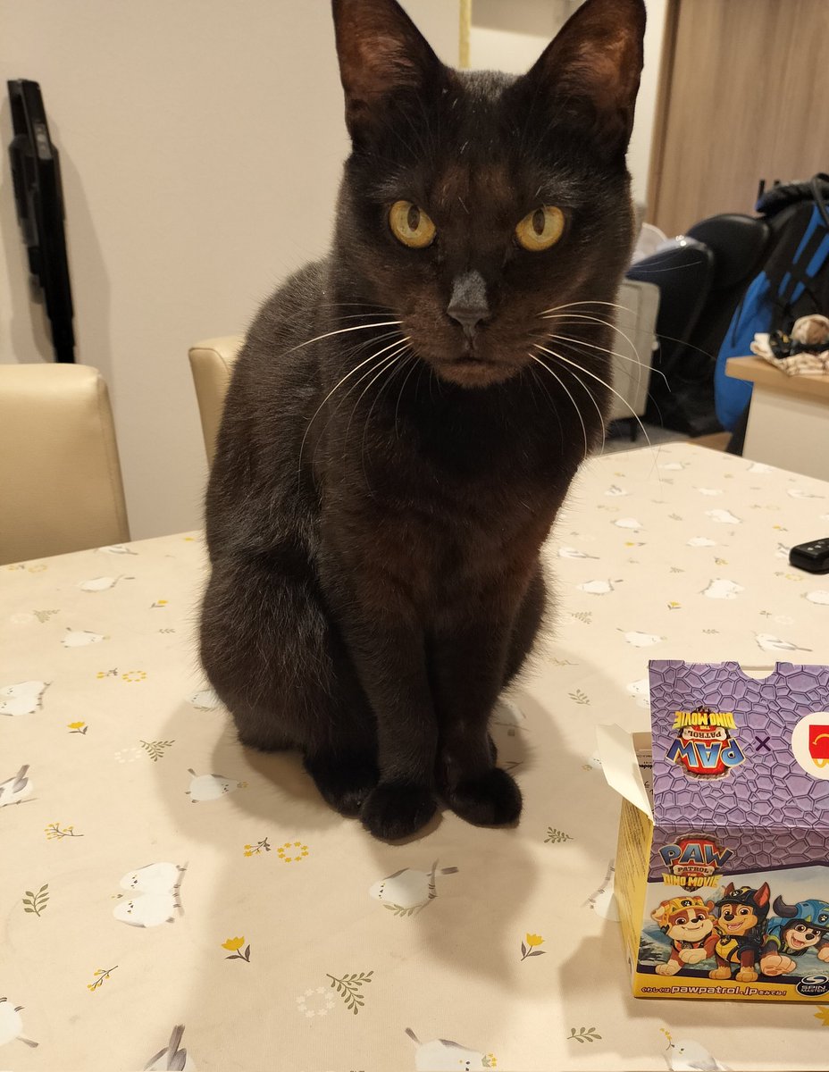 tora_mane's tweet photo. ジジさんと遊んでるんだけど、
遊ぶのやめたら

なんでやめるの、ジジが、まだ
まんぞくしてないのに…😠

って無言の圧で怒られる。

自分、まだやれます！やらせてください🙌 https://t.co/oSAbBQnrmZ