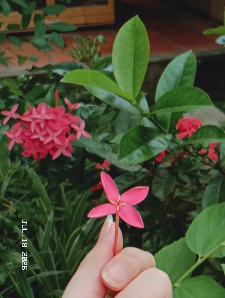 Juliette Awu🌼 VGen open! tweet media