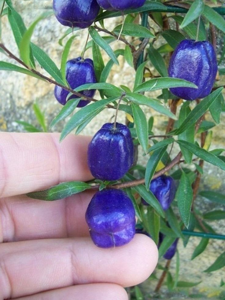 Rv1Nature's tweet photo. Purple Apple berry🍇
A unique climbing vine whose striking neon purple color is caused by a high concentration of natural anthocyanin pigments.
#Berries #Naturesbeauty
#plants #Appleberry https://t.co/JAlL1lc6L8
