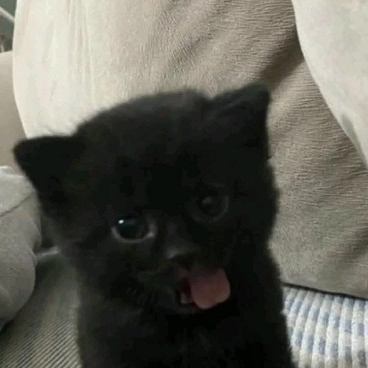 ♱ jɑsmin៹🐈⬛ tweet media