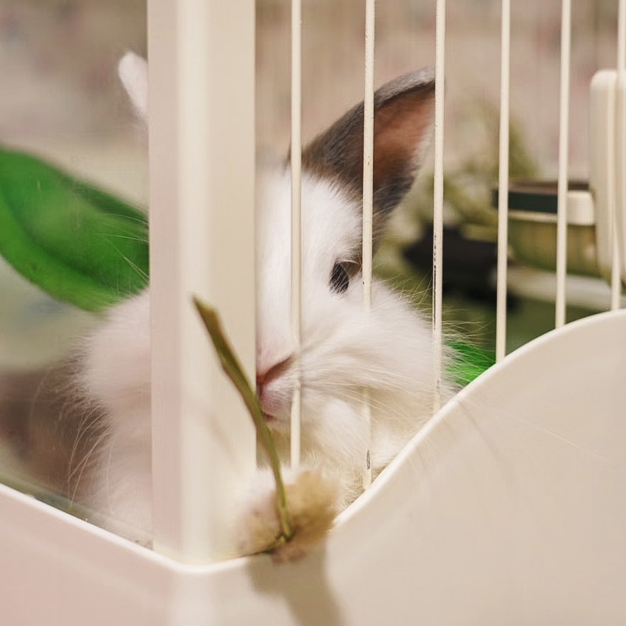うさぎ