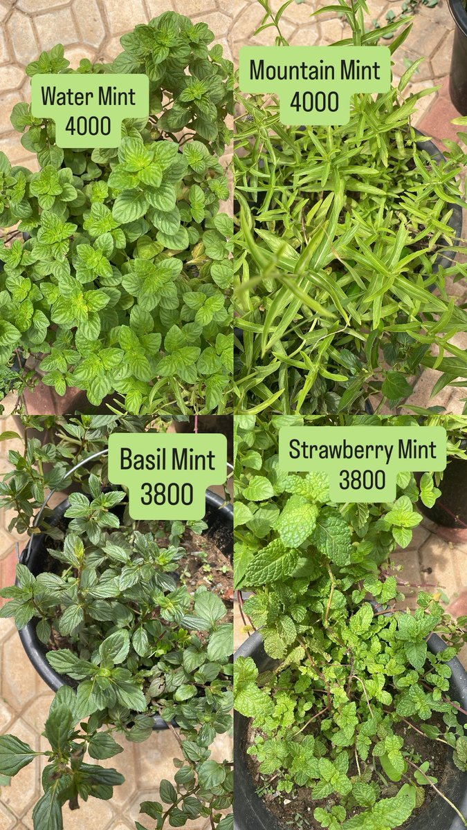 YassJacob21's tweet photo. Available for immediate pickup and delivery 
📍: Kaduna State https://t.co/1O5AE1lwhl