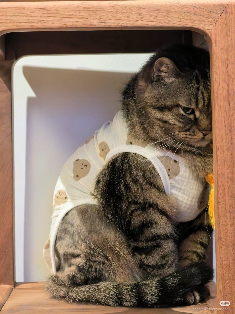 nocontextscats's tweet photo. Sulking baby https://t.co/27imwXr2h7