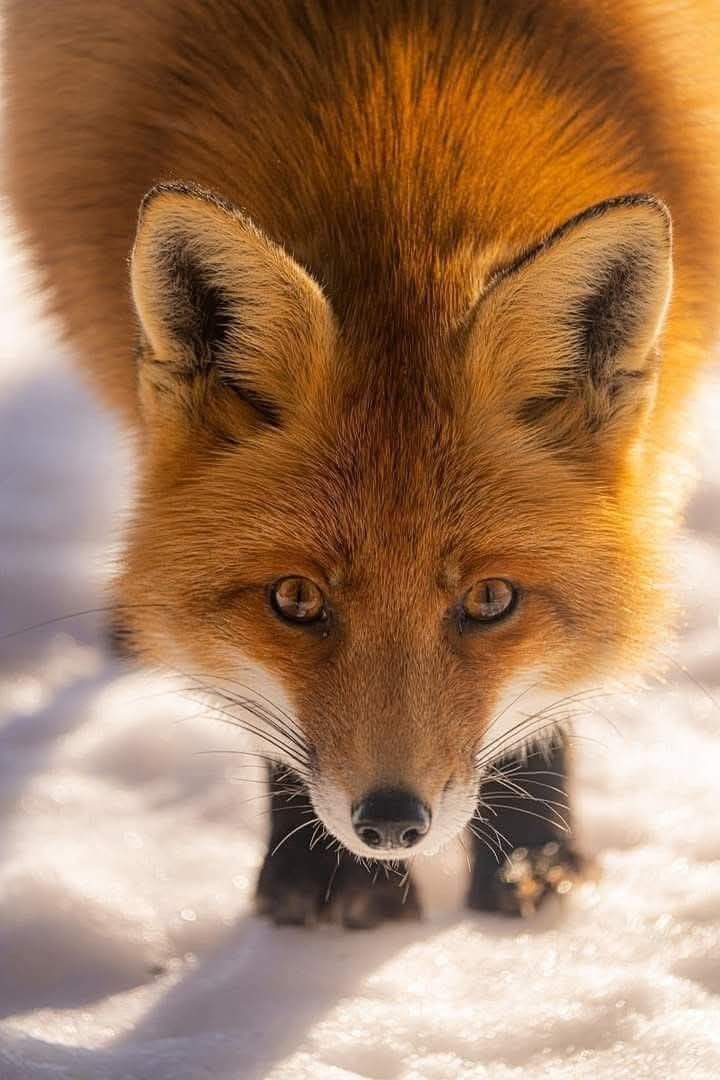 TheFoxLife's tweet photo. https://t.co/zpmvPYEUXs