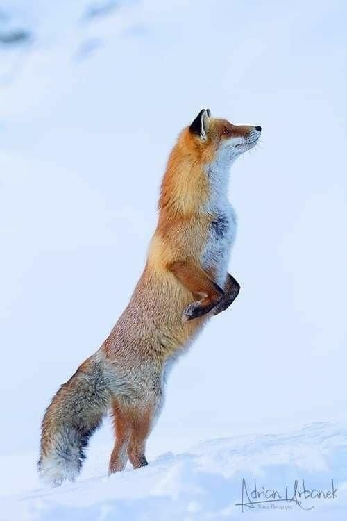 TheFoxLife's tweet photo. https://t.co/nRIfjYqjRJ
