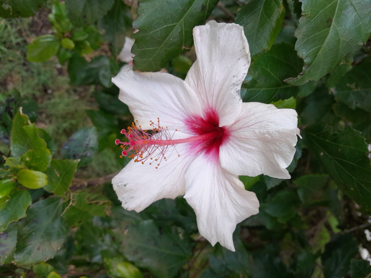 Lopezlaila1's tweet photo. #Hibiscos https://t.co/TEGbA9RQ45