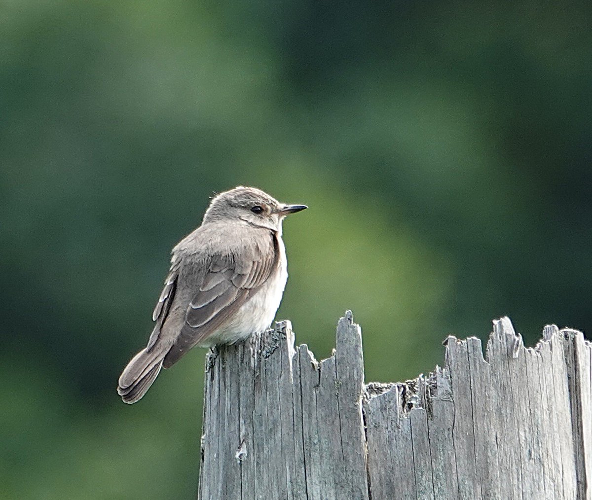 mickcraw99's tweet photo. Harthorpe Valley, near Wooler.   July 17th.  Spotted Flycatcher and fledgling. https://t.co/ykBAtMLEpK