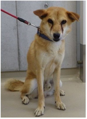 nyan0736's tweet photo. わんにゃん高松に犬を保護している情報🔊
7/12　 茶色で大型 オスの犬が高松市保健所に収容されました🆘15kg以上

高松市高松町　古高松小学校から東へ300mで保護❗️

このワンちゃんの飼い主さん、至急❗保健所まで迎えに来てください🙏
20260115番の犬です
#迷い犬　#迷子犬　#犬
#香川県 #飼い主さん https://t.co/VSxEGbvoMv