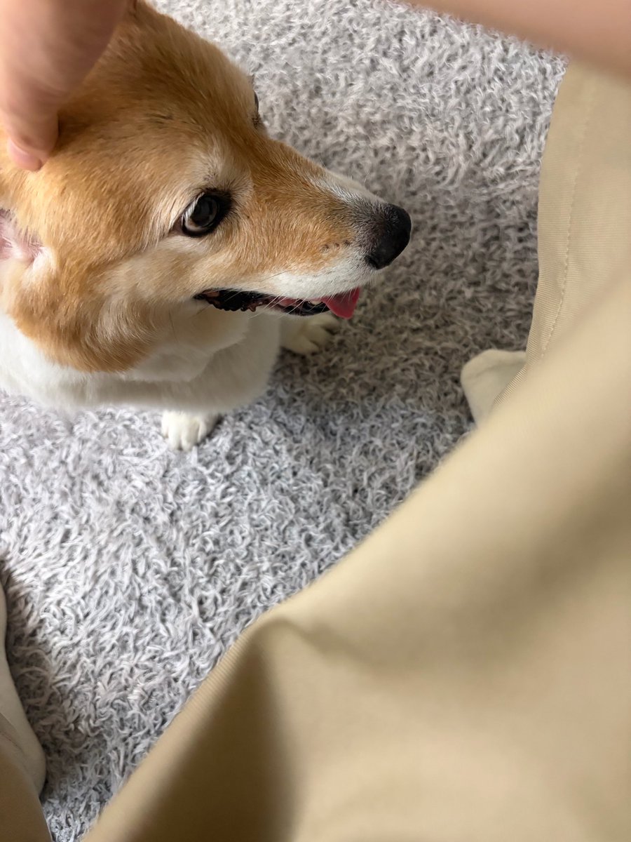 bubblebaekhyun4's tweet photo. 18.07.69 🐶🍓 #บั้บเบิ้ลแบคฮยอน 

🐶: สวัสดี! ตอนนี้ผมอยู่ที่บูชอน กำลังพักผ่อนอยู่นะ! ฮ่าๆ เดี๋ยวผมจะส่งรูปมงรยงให้ดูด้วย! ฮ่าๆ

🐶: มงรยงของผมชอบมานั่งอยู่ข้างหน้าผมตลอดเลย! ฮ่าๆ

🐶: คุณเป็นอย่างไรบ้าง...

#baekhyun #백현 https://t.co/Ja0BpyzpWx