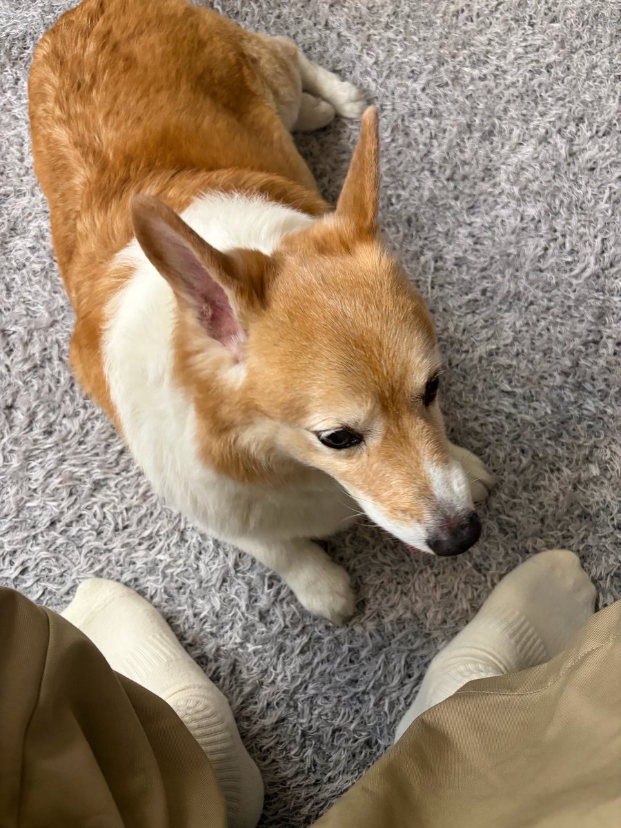 bubblebaekhyun4's tweet photo. 18.07.69 🐶🍓 #บั้บเบิ้ลแบคฮยอน 

🐶: สวัสดี! ตอนนี้ผมอยู่ที่บูชอน กำลังพักผ่อนอยู่นะ! ฮ่าๆ เดี๋ยวผมจะส่งรูปมงรยงให้ดูด้วย! ฮ่าๆ

🐶: มงรยงของผมชอบมานั่งอยู่ข้างหน้าผมตลอดเลย! ฮ่าๆ

🐶: คุณเป็นอย่างไรบ้าง...

#baekhyun #백현 https://t.co/Ja0BpyzpWx