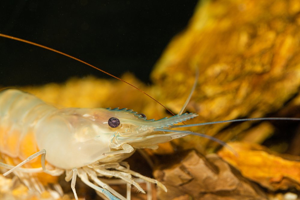 NightSkyToday's tweet photo. JUST IN🚨: A Virus From Shrimp Just Infected Humans for the First Time and It’s Stealing Their Eyesight. https://t.co/0UNiTsbXQW