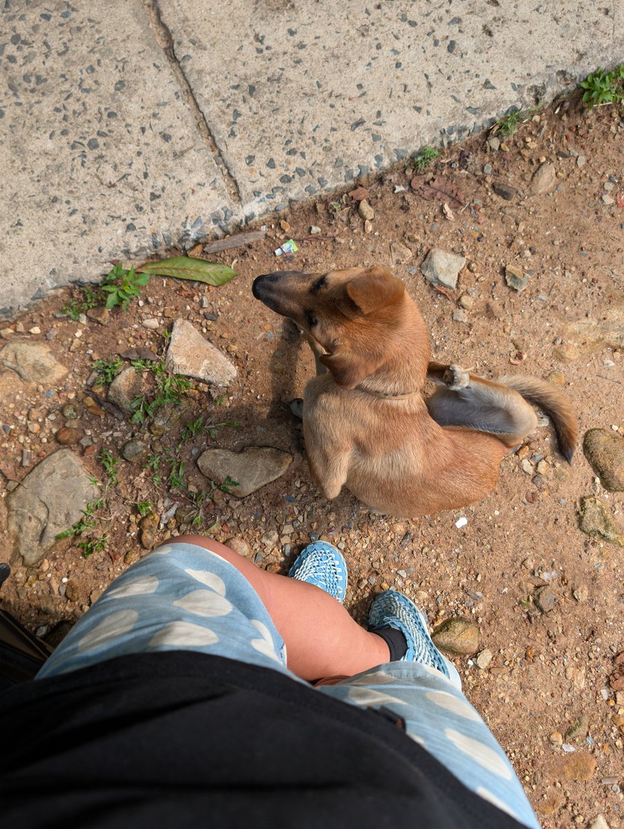 dtklamf13's tweet photo. 普通に港の舟屋が廃墟だった 、チャーン島にも野良犬がそこそこいるんでワクチンは忘れずに(笑)
今回のタイはクイティアオとカオカムーばっか食べてる よし！島の奥にあるマングローブ群生地区に行くか！ https://t.co/j5EatbP5ur