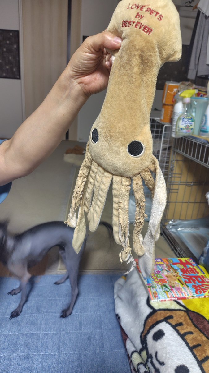 mnnfudon's tweet photo. 数年前に沼津水族館でお土産に買ったイカ、友達宅のイッヌに大変お気に召していただいて、しごかれにしごかれて足がもうコレ。とうとう友達が「通販で買えないかなコレ」て言い出した。 https://t.co/PcXsHR6qXJ