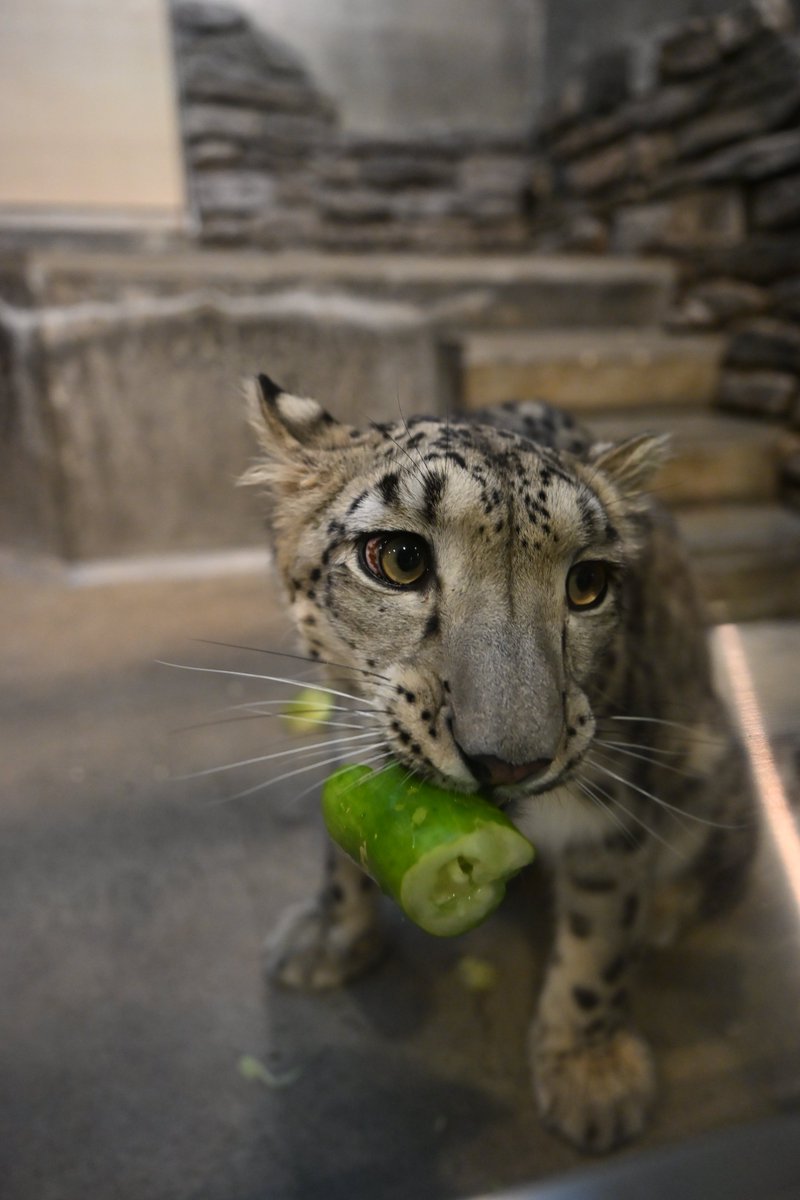 Canon_0331's tweet photo. パパのまね🥒

#いしかわ動物園
#ユキヒョウ
#ヒメル https://t.co/AkntzfQdTk